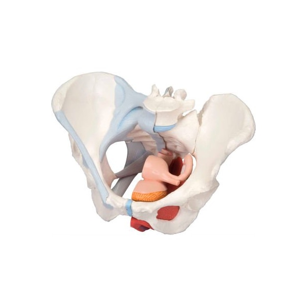 3B Anatomical Model - Female Pelvis, 4-Part W/ Ligaments